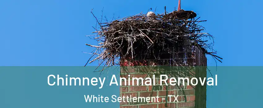  Chimney Animal Removal White Settlement - TX